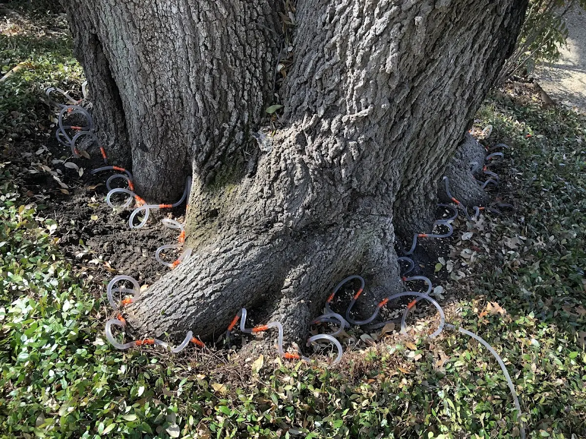 Detailed Tree Cabling and Bracing job site in Gagetown